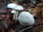 Elefántcsont-csigagomba (Hygrophorus eburneus), Pilis